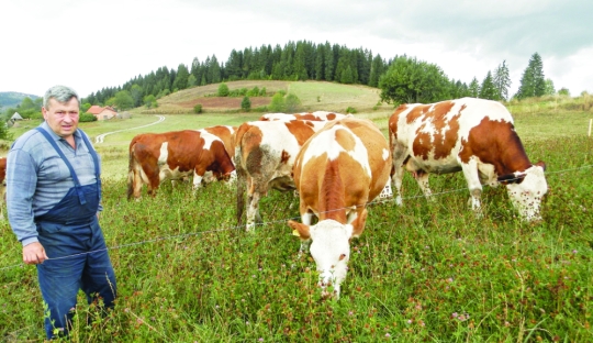 Gaje desetak krava: Milanko Trtović, Foto: Željko Dulanović